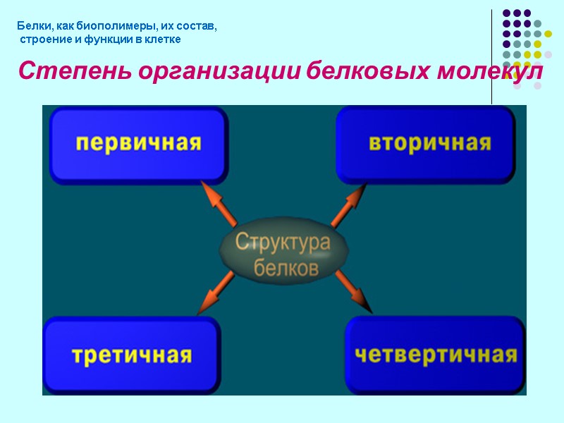 Степень организации белковых молекул Белки, как биополимеры, их состав,  строение и функции в
